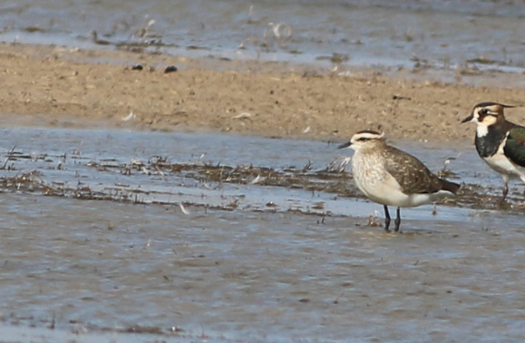 Sociable Lapwing